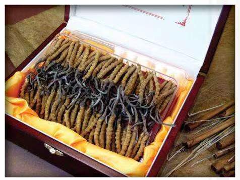 盘龙冬虫夏草回收